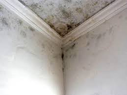 Reliable Doylestown, OH Mold Removal & Remediation Solutions