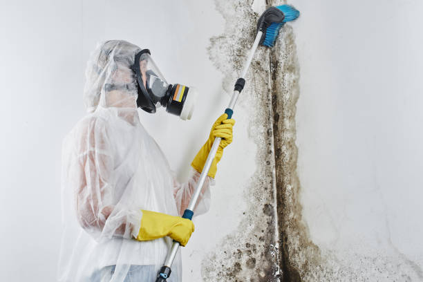 Best Mold Prevention Services  in Doylestown, OH