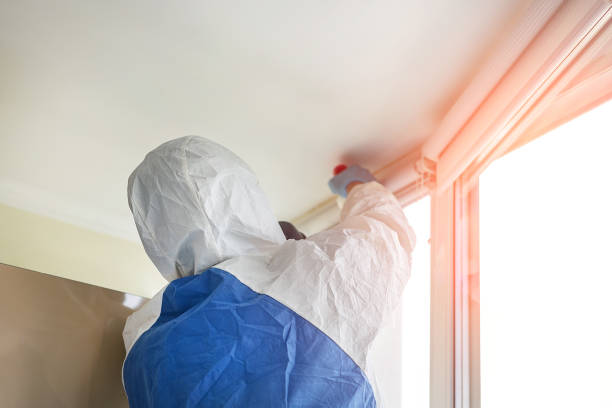 Best Basement Mold Removal  in Doylestown, OH