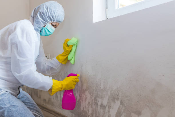 Best Environmental Consulting for Mold Prevention  in Doylestown, OH